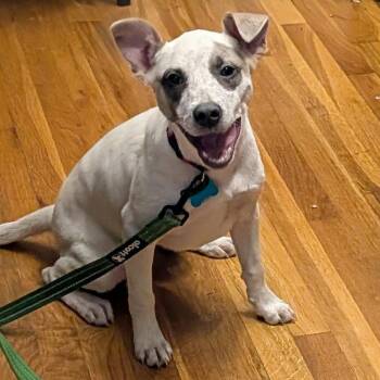 Cookie -  Terrier and Mixed Breed Dog for Adoption in Minneapolis, Minnesota - Cookie | PetCurious