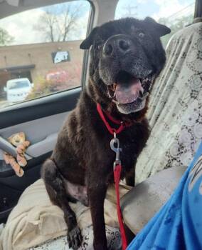 Zeus -  Shar Pei Dog for Adoption in Raleigh, North Carolina - Zeus | PetCurious