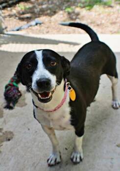 Dachshund and Mixed Breed Dogs Available for Adoption in Morton Grove, Illinois - Wendy | PetCurious
