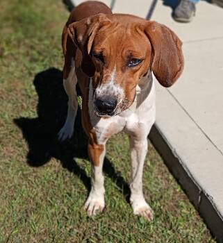 Ricky -  Hound Dog for Adoption in Maynardville, Tennessee - Ricky | PetCurious