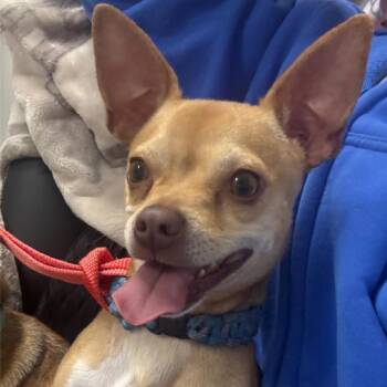 Rescue Chihuahua Dogs for Adoption in Dawsonville, Georgia - Asher & Romey | PetCurious