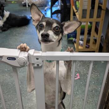 Bear -  Chihuahua Dog for Adoption in Chico, California - Bear | PetCurious
