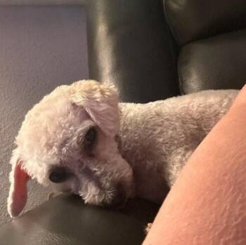Little Lulu -  Poodle and Mixed Breed Dog for Adoption in Houston, Texas - Little Lulu | PetCurious