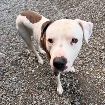 Dogo Argentino and Pit Bull Terrier Dogs Available for Adoption - Rodney | PetCurious