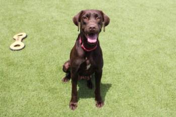 Cherry -  Labrador Retriever and Mixed Breed Dog for Adoption in Kansas City, Missouri - Cherry | PetCurious