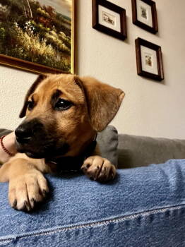 Rescue Labrador Retriever and Shepherd Dogs for Adoption in Sunnyvale, California - Raspberry | PetCurious