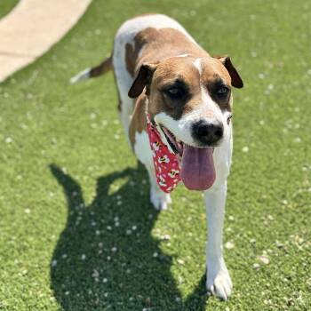 Hound Dogs Available for Adoption in Corpus Christi, Texas - Paula | PetCurious