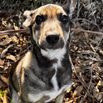 Labrador Retriever and Shepherd Dogs Available for Adoption - Leonidas | PetCurious