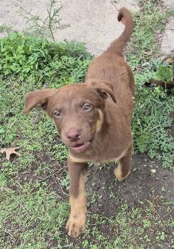 Labrador Retriever Dogs Available for Adoption in San Antonio, Texas - NUTMEG | PetCurious