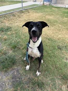 TEXAS -  Bluetick Coonhound and Mixed Breed Dog for Adoption in Corpus Christi, Texas - TEXAS | PetCurious