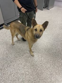 Rescue German Shepherd Dog and Mixed Breed Dogs for Adoption in Gastonia, North Carolina - 59764936 | PetCurious
