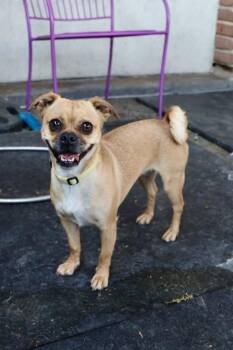 Phoebe -  Pug Dog for Adoption in Tucson, Arizona - Phoebe | PetCurious