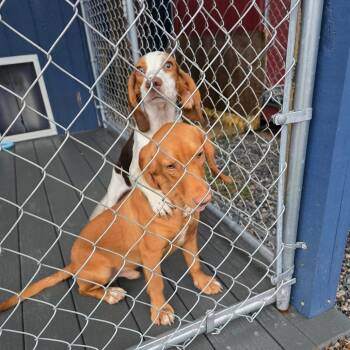 Tessa -  Beagle Dog for Adoption in Hinesville, Georgia - Tessa | PetCurious