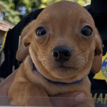 Slash -  Chihuahua Dog for Adoption in Eureka, California - Slash | PetCurious