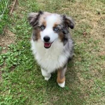 Ozzy/Tater -  Australian Shepherd Dog for Adoption in Pittsburg, Kansas - Ozzy/Tater | PetCurious