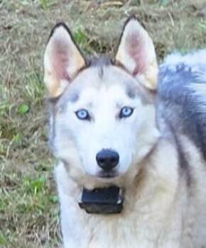Merci -  Husky Dog for Adoption in Paris, Kentucky - Merci | PetCurious