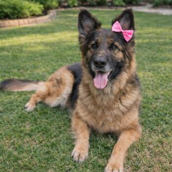 German Shepherd Dog Dogs Available for Adoption - HAPPY GS | PetCurious