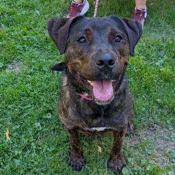 Eva -  Mixed Breed and Labrador Retriever Dog for Adoption in Greenville, Pennsylvania - Eva | PetCurious