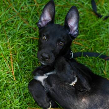 Rescue Shepherd and Labrador Retriever Dogs for Adoption in Bonifay, Florida - Nelson (Coming Soon) | PetCurious