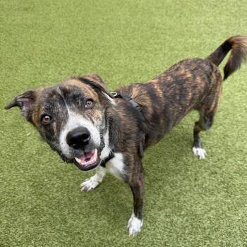 Mixed Breed Dogs Available for Adoption - Cory | PetCurious