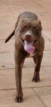 Rescue Terrier and Mixed Breed Dogs for Adoption in Shreveport, Louisiana - Summer | PetCurious