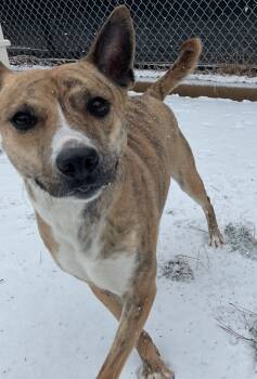 Rescue Pit Bull Terrier Dogs for Adoption in Raleigh, North Carolina - Callie | PetCurious