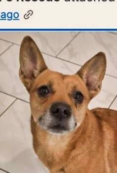 Barley -  Corgi and Chihuahua Dog for Adoption in Boulder, Colorado - Barley | PetCurious