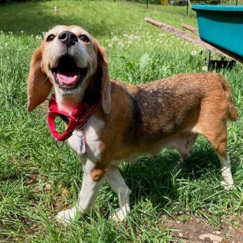 Beagle Dogs Available for Adoption in Nowata, Oklahoma - Iris | PetCurious