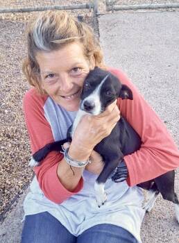 Hoagie -  Rat Terrier Dog for Adoption in Tunica, Mississippi - Hoagie | PetCurious
