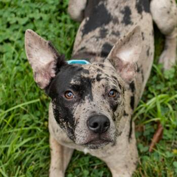 Marble -  Mixed Breed Dog for Adoption in Middletown, Rhode Island - Marble | PetCurious