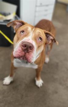POPPY -  Mixed Breed Dog for Adoption in Dallas, Texas - POPPY | PetCurious