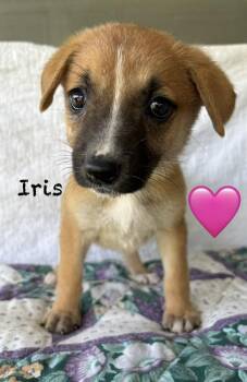 Shepherd Dogs Available for Adoption in Brewster, New York - Iris (I Pups) | PetCurious