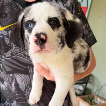 Banksy -  Mixed Breed Dog for Adoption in Kansas City, Missouri - Banksy | PetCurious