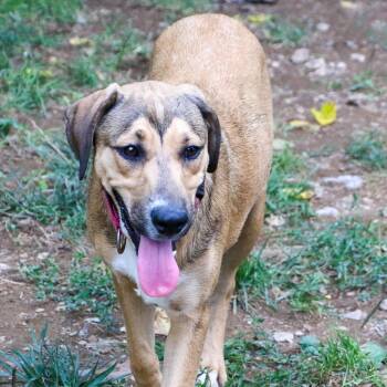 Wren the Gem -  German Shepherd Dog Dog for Adoption in Houston, Texas - Wren The Gem | PetCurious