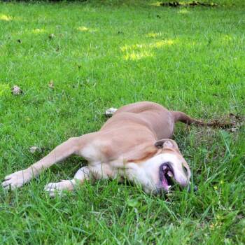 Pit Bull Terrier Dogs Available for Adoption in Michigan City, Indiana - Buttercup | PetCurious