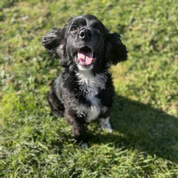 Murphy -  Mixed Breed Dog for Adoption in Spokane, Washington - Murphy | PetCurious