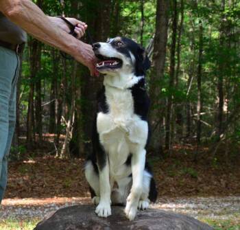 Collie Dogs Available for Adoption in Willingboro, New Jersey - Dune | PetCurious