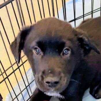 Barry (20260921-03) -  Black Labrador Retriever Dog for Adoption in Niagara Falls, Ontario - Barry (20260921-03) | PetCurious