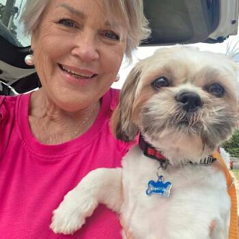 Johnny (Cash) -  Shih Tzu Dog for Adoption in Houston, Texas - Johnny (Cash) | PetCurious