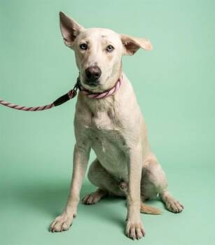 FANBOY -  Mixed Breed Dog for Adoption in Jacksonville, Florida - FANBOY | PetCurious