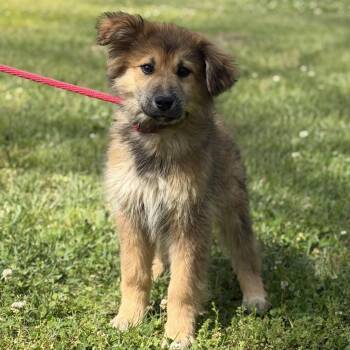 Great Pyrenees and German Shepherd Dog Dogs Available for Adoption in Locust Fork, Alabama - VALENTINO | PetCurious