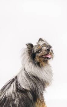 Pomeranian and Mixed Breed Dogs Available for Adoption - Peluchin | PetCurious