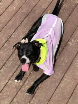 RUBY -  Pit Bull Terrier Dog for Adoption in Derwood, Maryland - RUBY | PetCurious