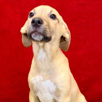 Cattle Dog Dogs Available for Adoption in Pekin, Illinois - Baby Saja | PetCurious