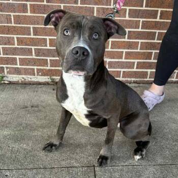 Rescue Pit Bull Terrier Dogs for Adoption in Waterloo, Iowa - Pippy | PetCurious