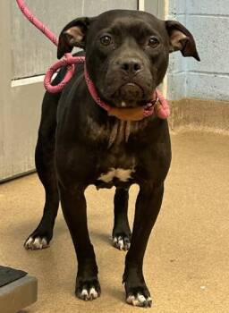 Fluttershy -  Mixed Breed Dog for Adoption in Chamblee, Georgia - Fluttershy | PetCurious