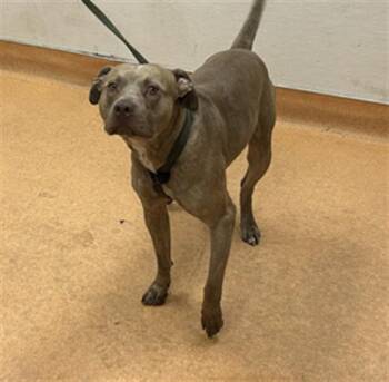 SIMBA -  Pit Bull Terrier Dog for Adoption in Martinez, California - SIMBA | PetCurious