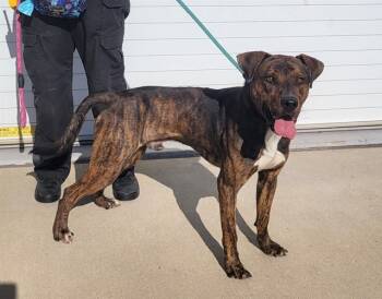 Rescue Pit Bull Terrier and Mixed Breed Dogs for Adoption in Louisville, Kentucky - NOT GOODBYE | PetCurious