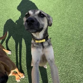 Mixed Breed Dogs Available for Adoption in Brockton, Massachusetts - Tilly | PetCurious