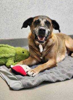 Keiko -  German Shepherd Dog and Mixed Breed Dog for Adoption in Roseville, California - Keiko | PetCurious